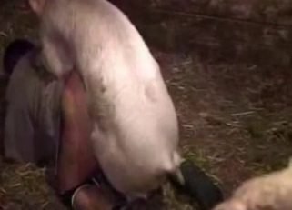 Cute small pig fucked a perverted farmer