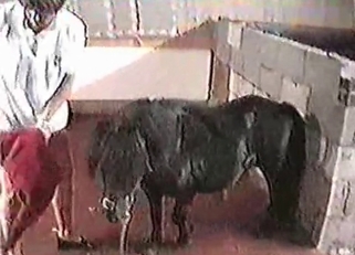 Small pony is being created for bestiality sex