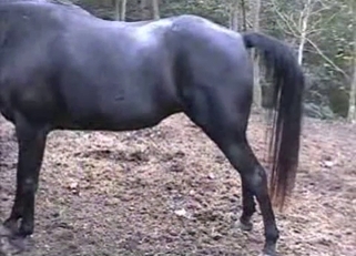 Awesome black pony in farm bestiality action