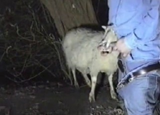 Amazing sheep in perfect farm animal porn XXX