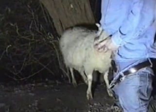 Amazing sheep in perfect farm animal porn XXX