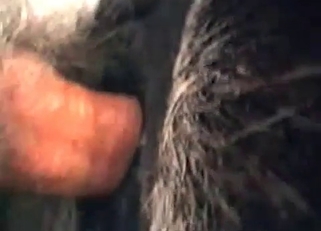 Shoving my hard dick in animal tight ass
