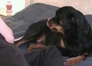 Stunning and nasty bestiality XXX with dog