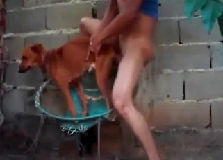 Amazing brown dog is being created for sex