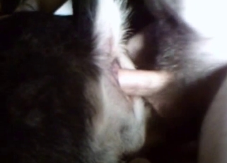 Sexy small pet impaled in doggy style pose