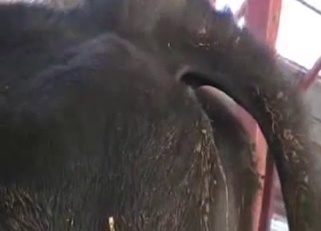 Preparing my stallion for amazing bestiality
