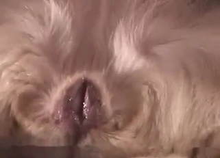 White doggy has a very tight hole