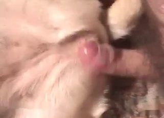 White doggy has a very tight hole