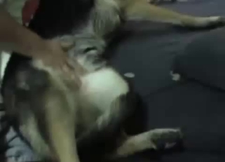 Fucking my trained doggy with pleasure