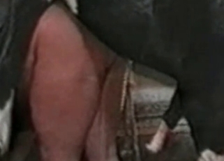 Big muscled stallion fucked her wet hole