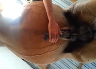 Nice stallion cums a huge messy load