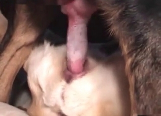 Penetrating doggy tight ass with pleasure