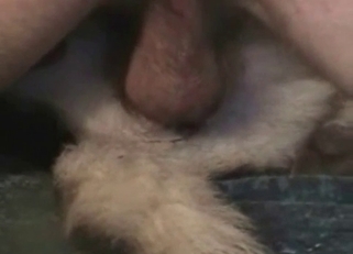 Sexy shepherd prepared for bestiality XXX