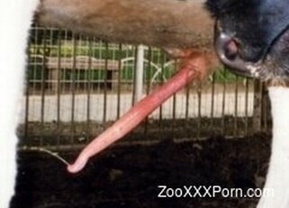 Zoo Porn - Fantastic selection of zoo porn in HD quality